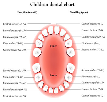 Tooth Eruption Chart - Pediatric Dentist in Portage, MI